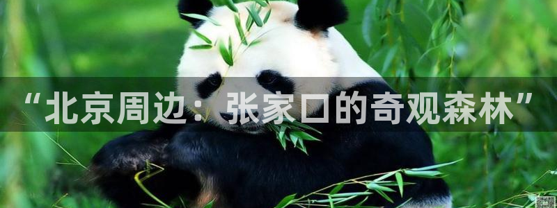 新宝GG以355051:“北京周边:张家口的奇观森林”